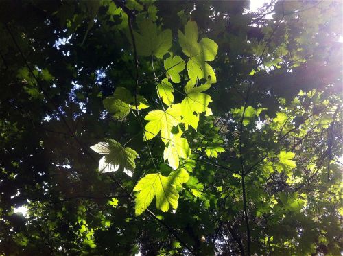 leaves green plant