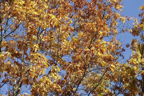 leaves tree autumn