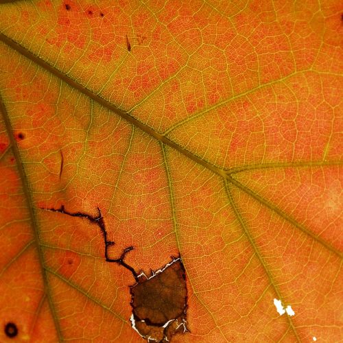leaves leaf braid