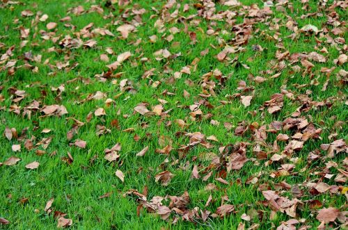 leaves meadow autumn mood