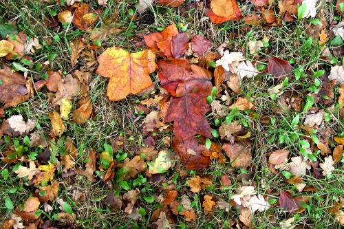 leaves autumn fall foliage