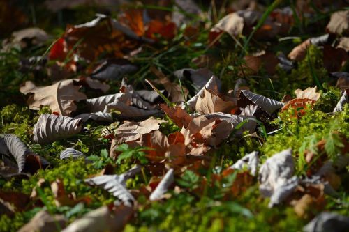 leaves meadow nature