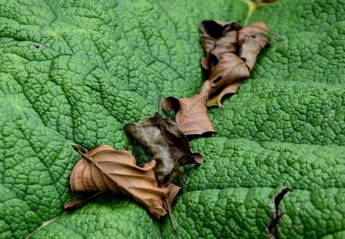 leaves withered green