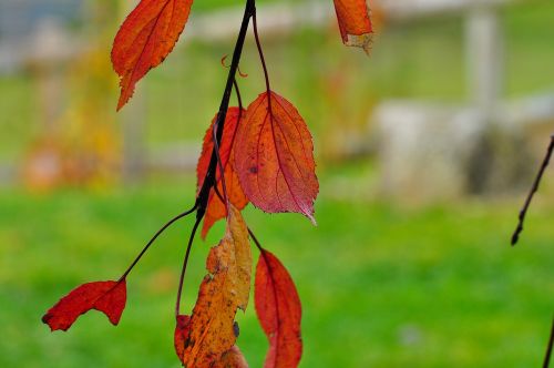 leaves red coloring