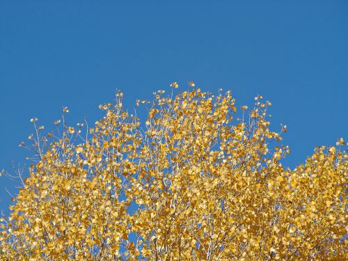 leaves yellow autumn