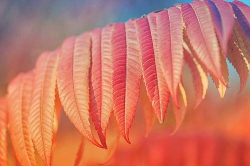 leaves plant autumn