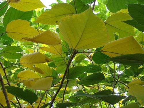 leaves plant yellow