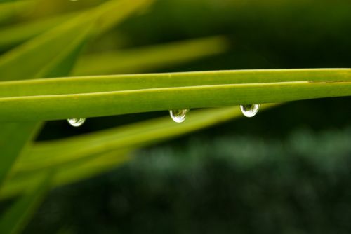 leaves drops of water rain