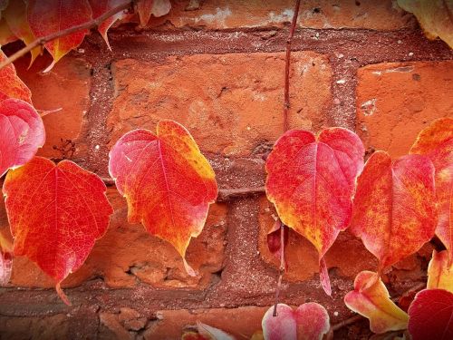 leaves autumn wall