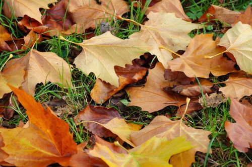 leaves late autumn autumn