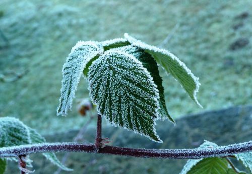 leaves frost cold