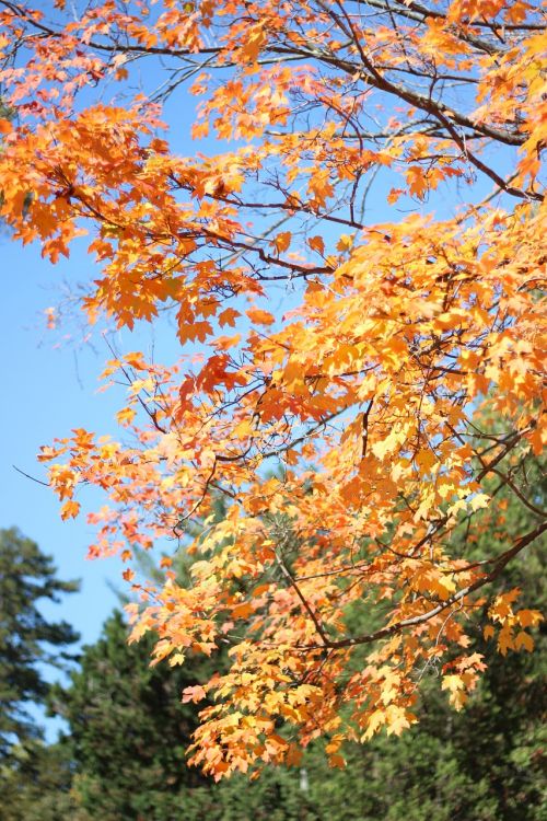 leaves tree autumn
