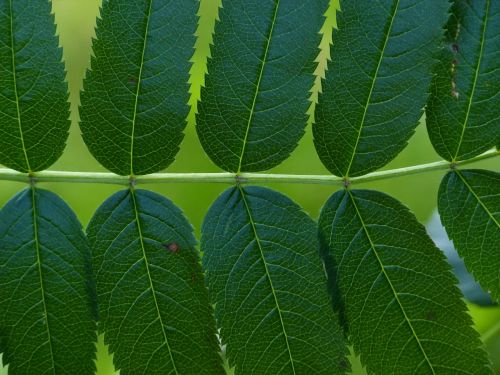 leaves pinnate leaflets