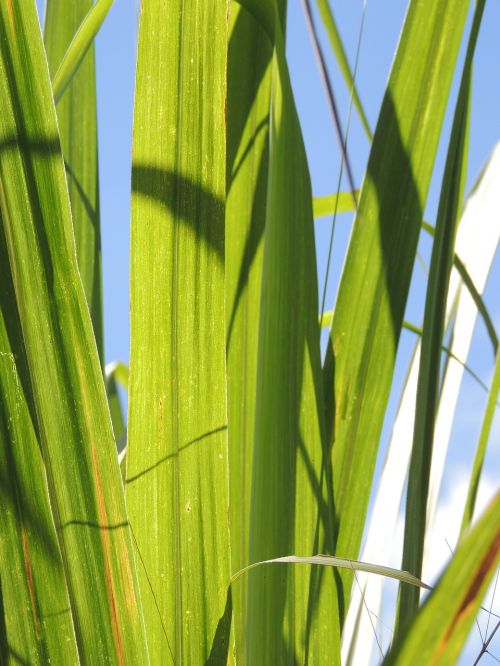 leaves reed bed green