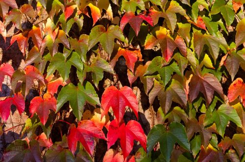 leaves fall autumn