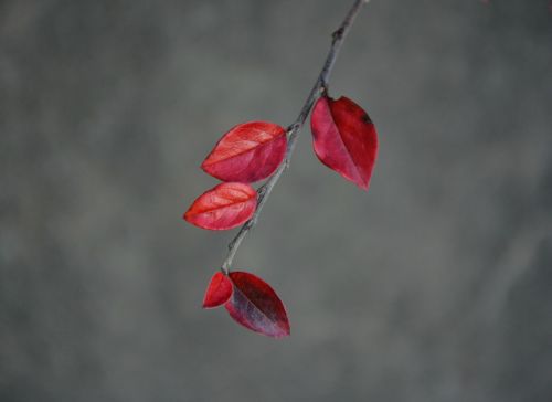 leaves red autumn