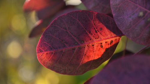 leaves violet autumn