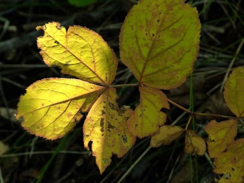 leaves forest nature