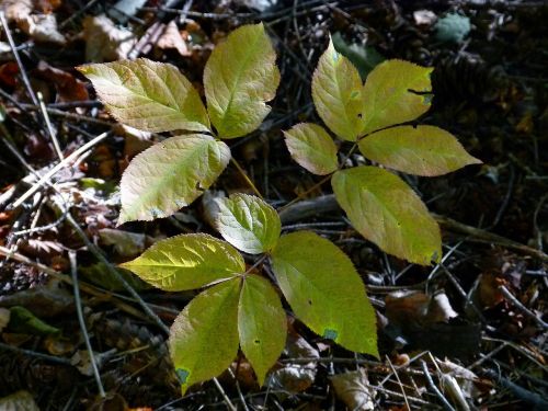 leaves forest nature