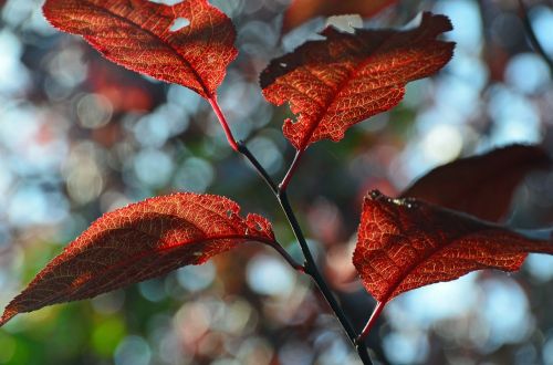 leaves autumn garden