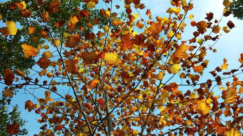 leaves autumn yellow