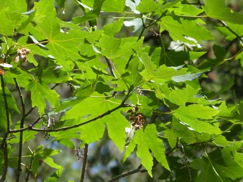 leaves green tree