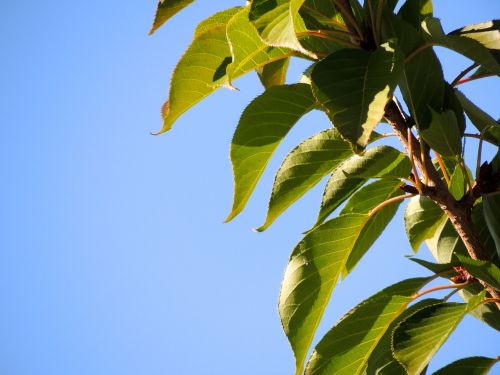 leaves sky green