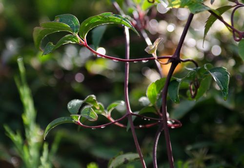 leaves dew serene