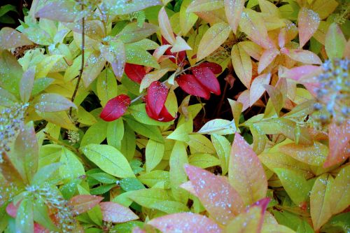leaves autumn autumnal