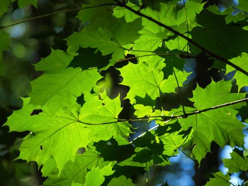 leaves maple sun