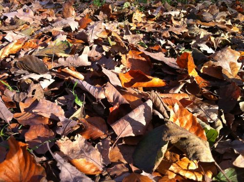 leaves fall leaves forest floor