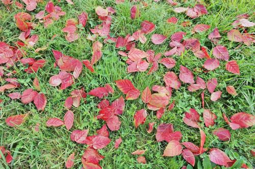 leaves grass red