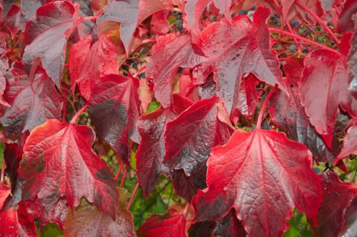 leaves autumn red