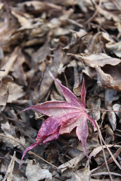 leaves autumn the leaves