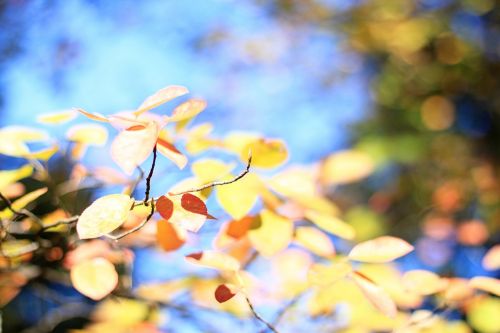 leaves colorful autumn