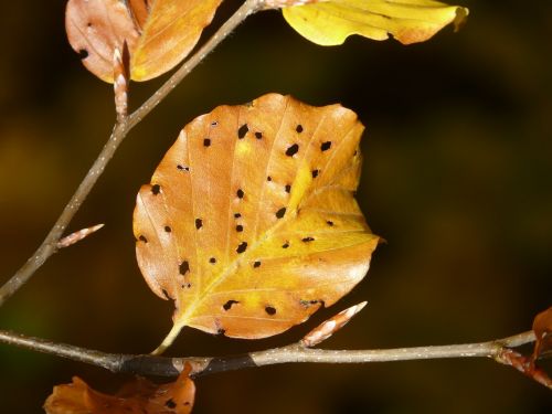 leaves fall foliage disease