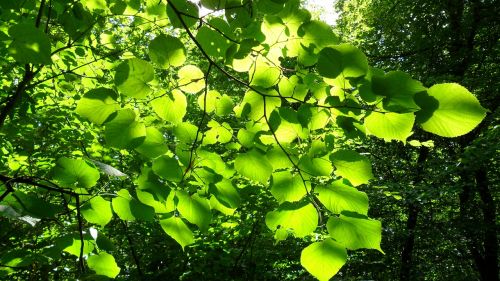 leaves sun forest