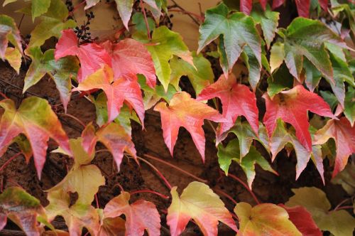 leaves autumn nature