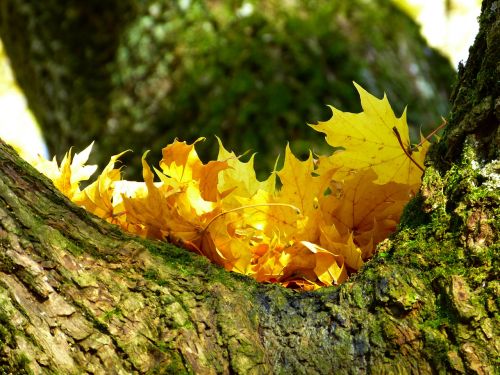 leaves colorful yellow