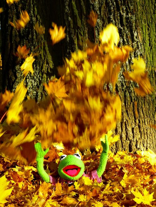 leaves colorful sheet rain