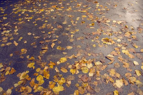 leaves fall autumn