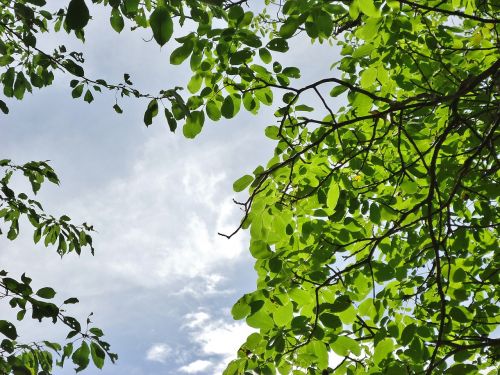 leaves foliage sky