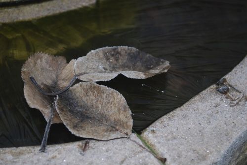 leaves frozen ice