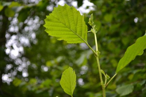 leaves tree green