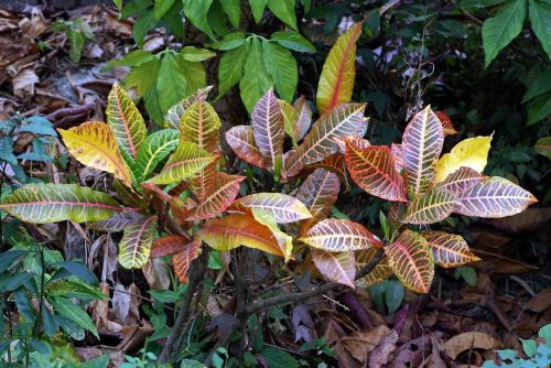 leaves plant nature