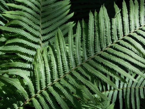 leaves ferns plant