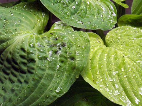 leaves waterdrops rain