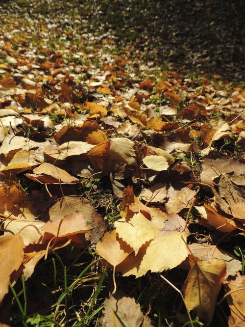 leaves autumn ocher