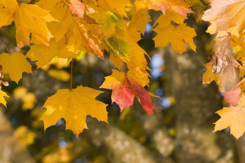 leaves foliage autumn