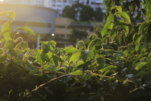 leaves solar sunlight